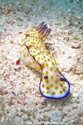 Nudi, (Risbecia pulchella) by Bea & Stef Primatesta 